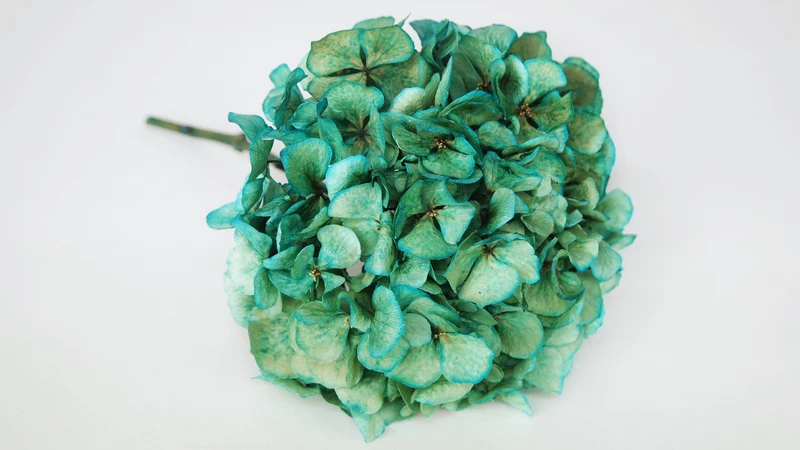 Getrocknete Hortensie - 1 Kopf - Türkis-grün