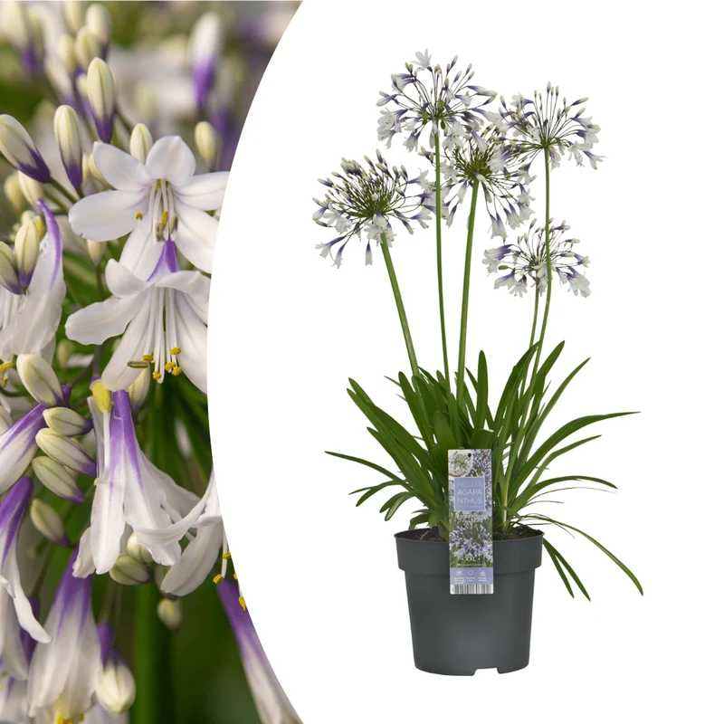 Agapanthus Fireworks kaufen | Schmucklilie – Topf Ø 23 cm