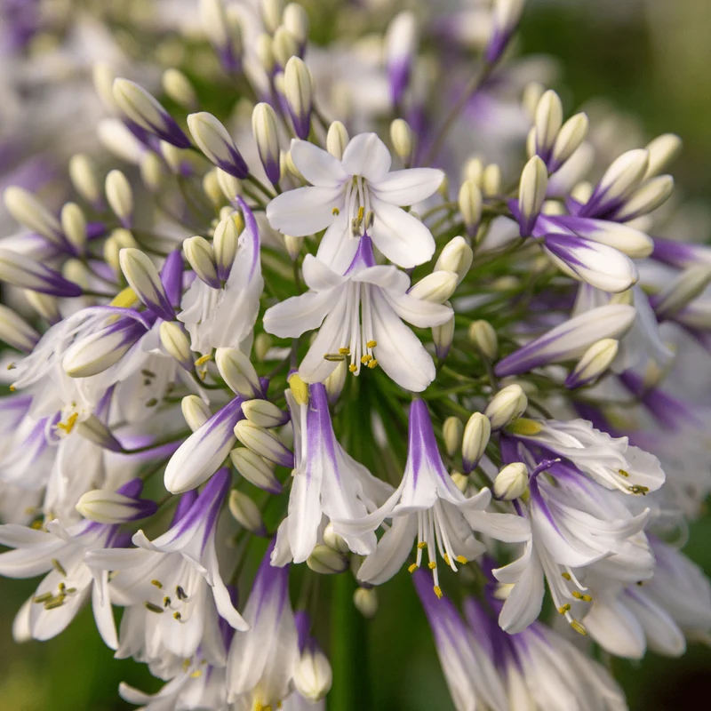 Agapanthus Fireworks kaufen | Schmucklilie – Topf Ø 23 cm