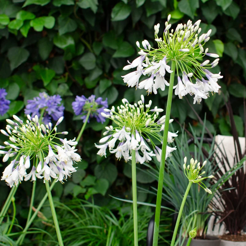 Agapanthus Fireworks kaufen | Schmucklilie – Topf Ø 23 cm