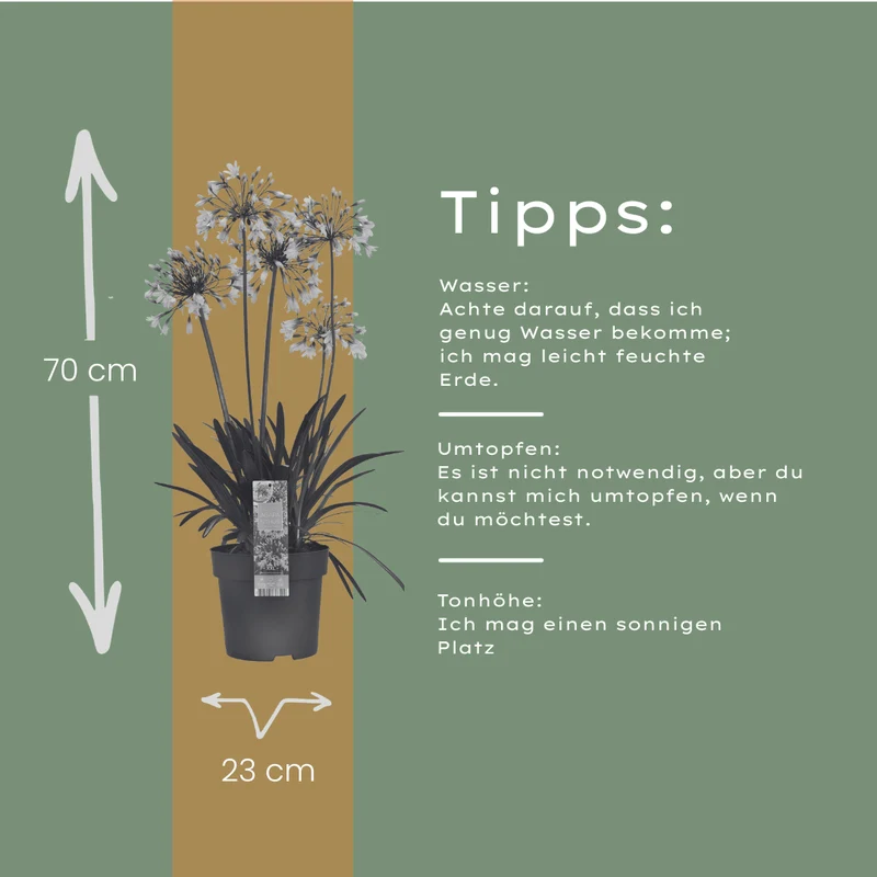 Agapanthus Fireworks kaufen | Schmucklilie – Topf Ø 23 cm