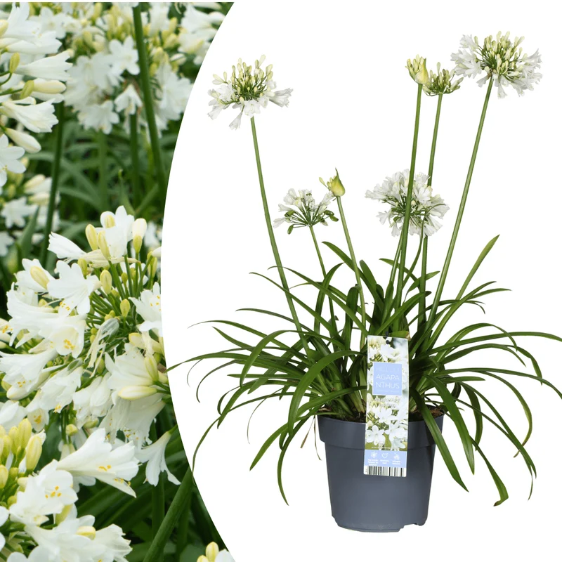 Agapanthus Everwhite kaufen | Schmucklilie – Topf Ø 23 cm
