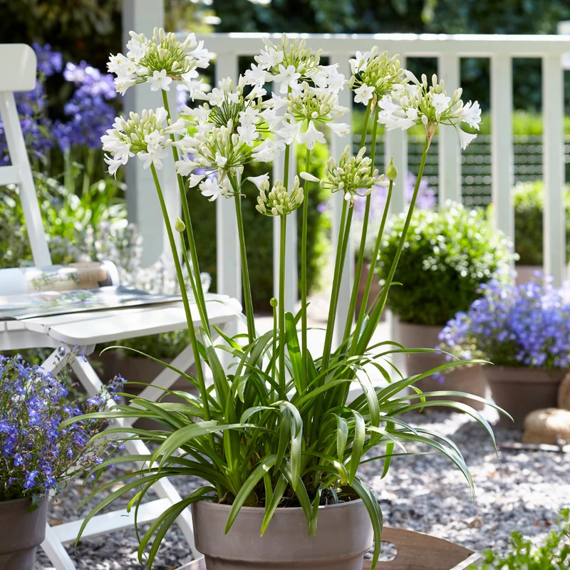Agapanthus Everwhite kaufen | Schmucklilie – Topf Ø 23 cm