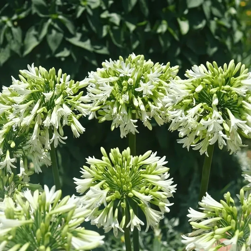 Agapanthus Everwhite kaufen | Schmucklilie – Topf Ø 23 cm