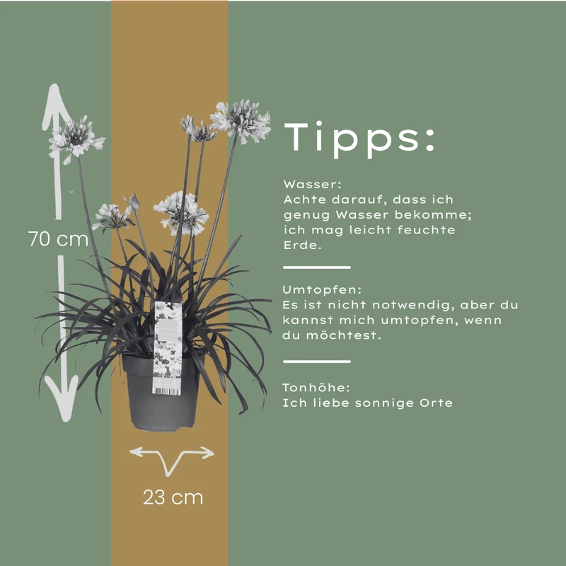 Agapanthus Everwhite kaufen | Schmucklilie – Topf Ø 23 cm