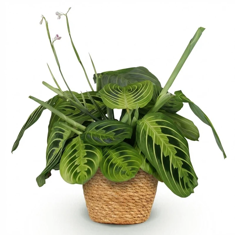Maranta Lemon Lime kaufen | Gebetspflanze – Topf Ø 12 cm