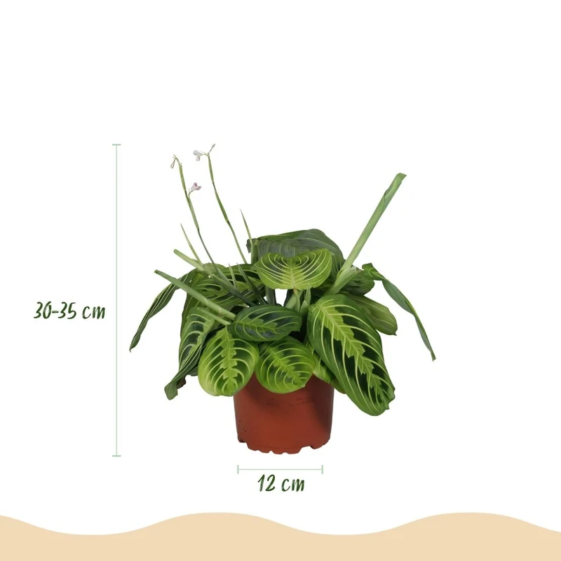 Maranta Lemon Lime kaufen | Gebetspflanze – Topf Ø 12 cm