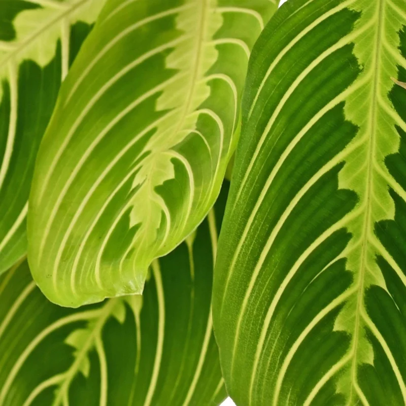 Maranta Lemon Lime kaufen | Gebetspflanze – Topf Ø 12 cm