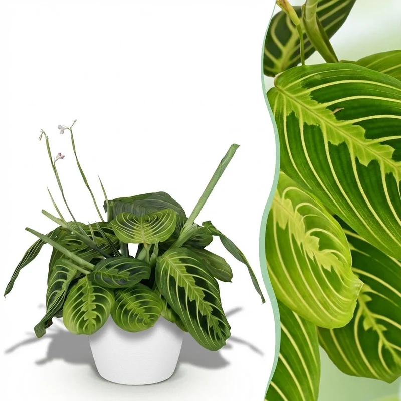 Maranta Lemon Lime kaufen | Gebetspflanze – Topf Ø 12 cm