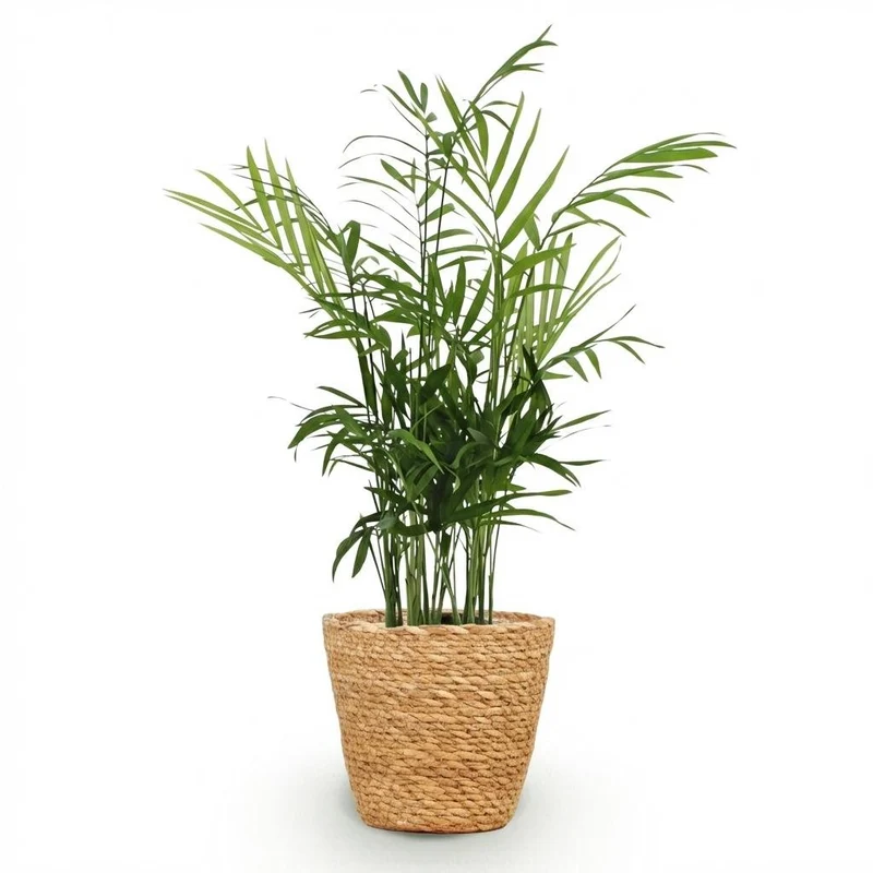 Goldpalme kaufen | Chamaedorea elegans – haustierfreundlich, Topf Ø 12 cm