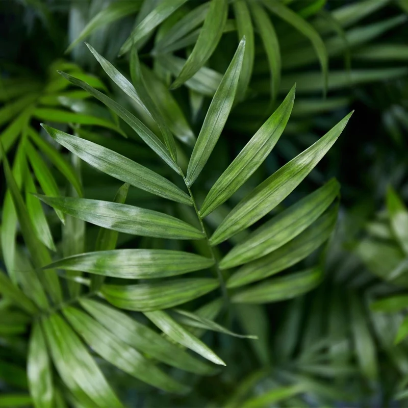 Goldpalme kaufen | Chamaedorea elegans – haustierfreundlich, Topf Ø 12 cm