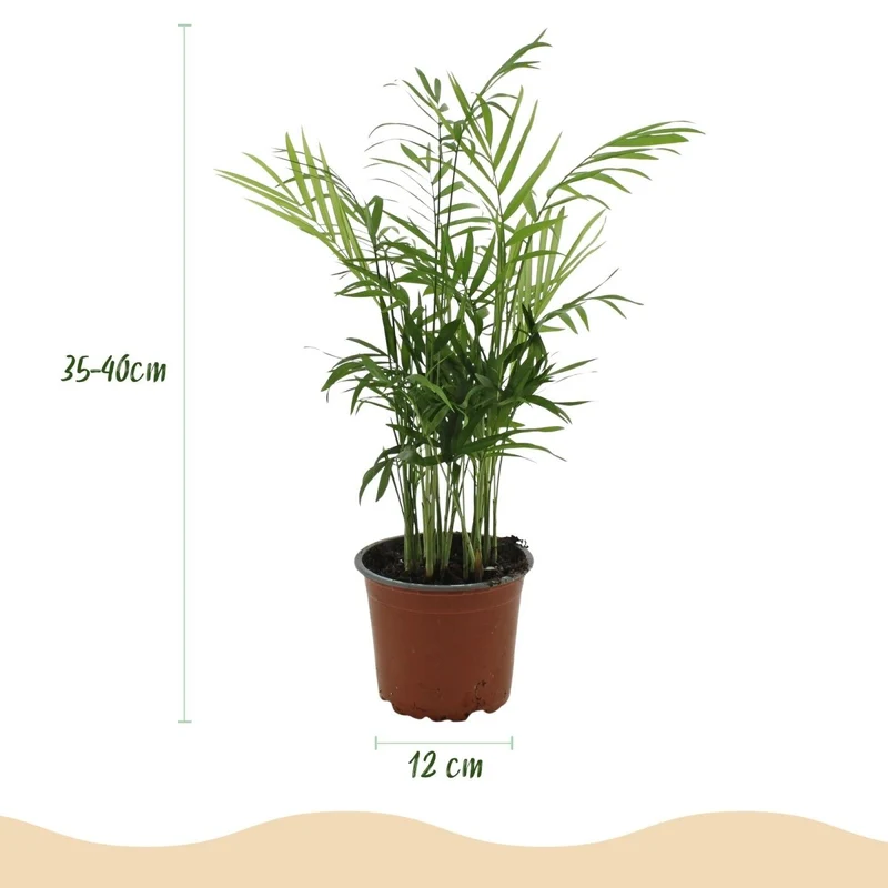 Goldpalme kaufen | Chamaedorea elegans – haustierfreundlich, Topf Ø 12 cm