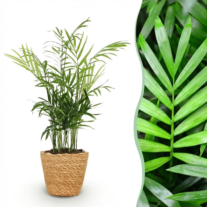 Goldpalme kaufen | Chamaedorea elegans – haustierfreundlich, Topf Ø 12 cm