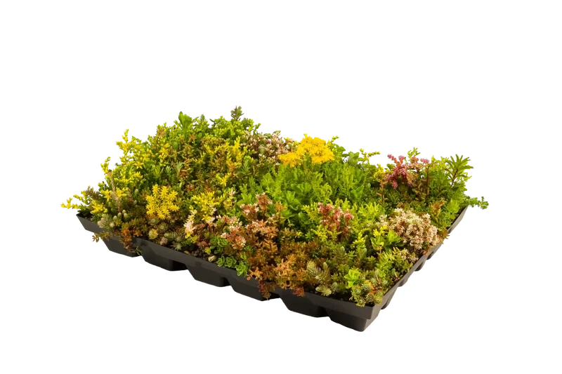 Plantile Dachbegrünung BioTop 16 Sedum-Sorten-Mix
