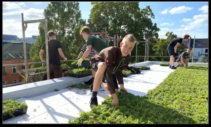 Plantile Dachbegrünung BioTop 16 Sedum-Sorten-Mix