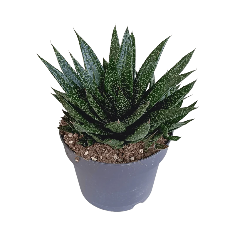Gasteria – Große Sukkulente | Ø 17 cm