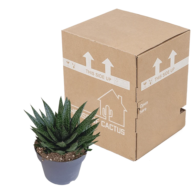 Gasteria – Große Sukkulente | Ø 17 cm
