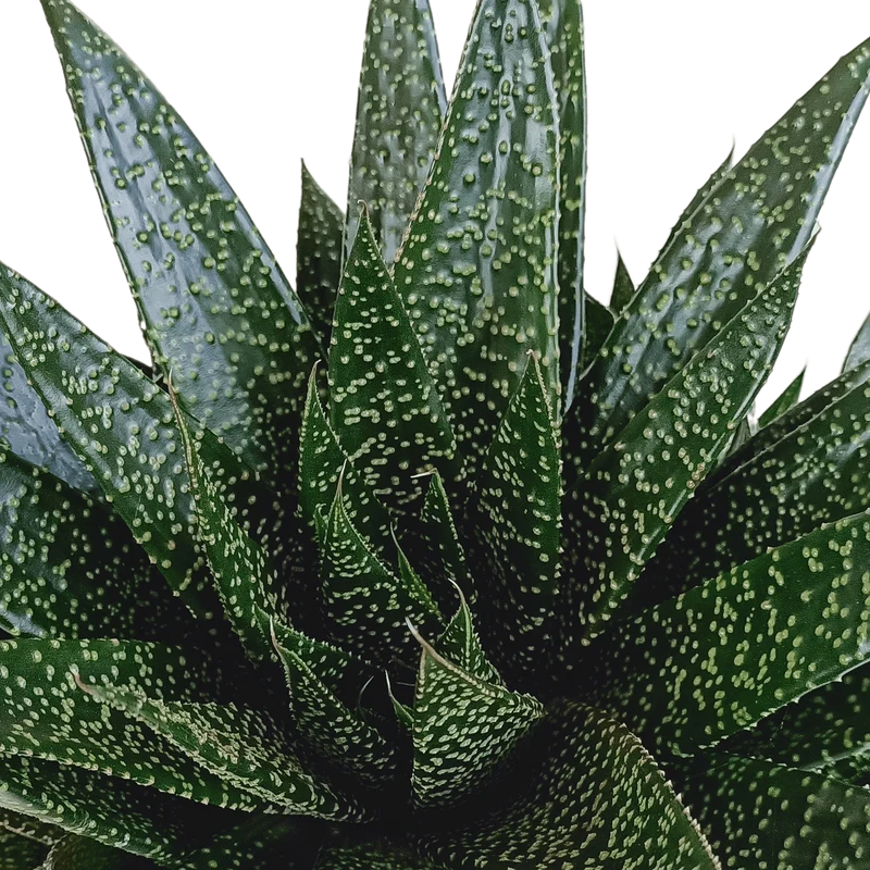 Gasteria – Große Sukkulente | Ø 17 cm