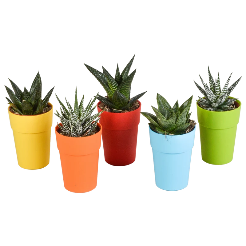Gasteria/Haworthia-Mischung – 5 Pflanzen | Ø 5,5 cm | Farbige Kunststofftöpfe