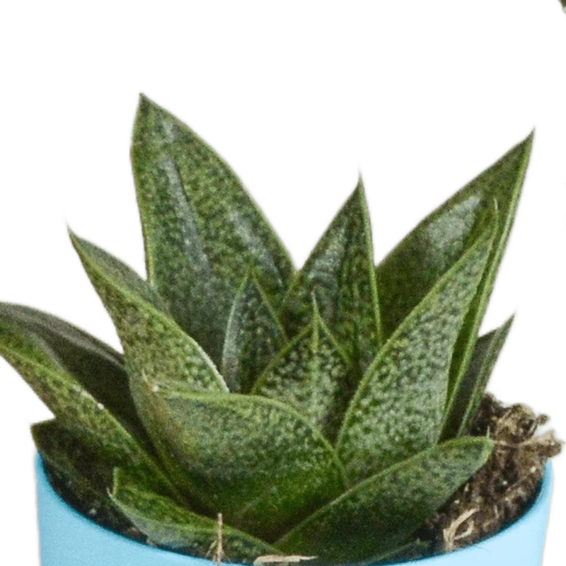 Gasteria/Haworthia-Mischung – 5 Pflanzen | Ø 5,5 cm | Farbige Kunststofftöpfe
