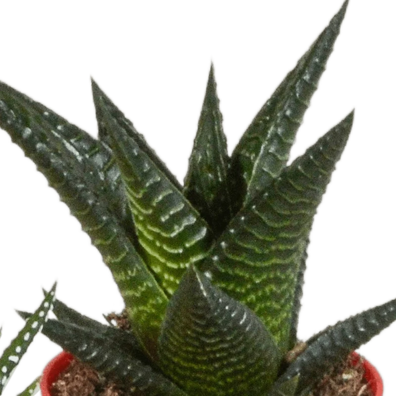 Gasteria/Haworthia-Mischung – 5 Pflanzen | Ø 5,5 cm | Farbige Kunststofftöpfe