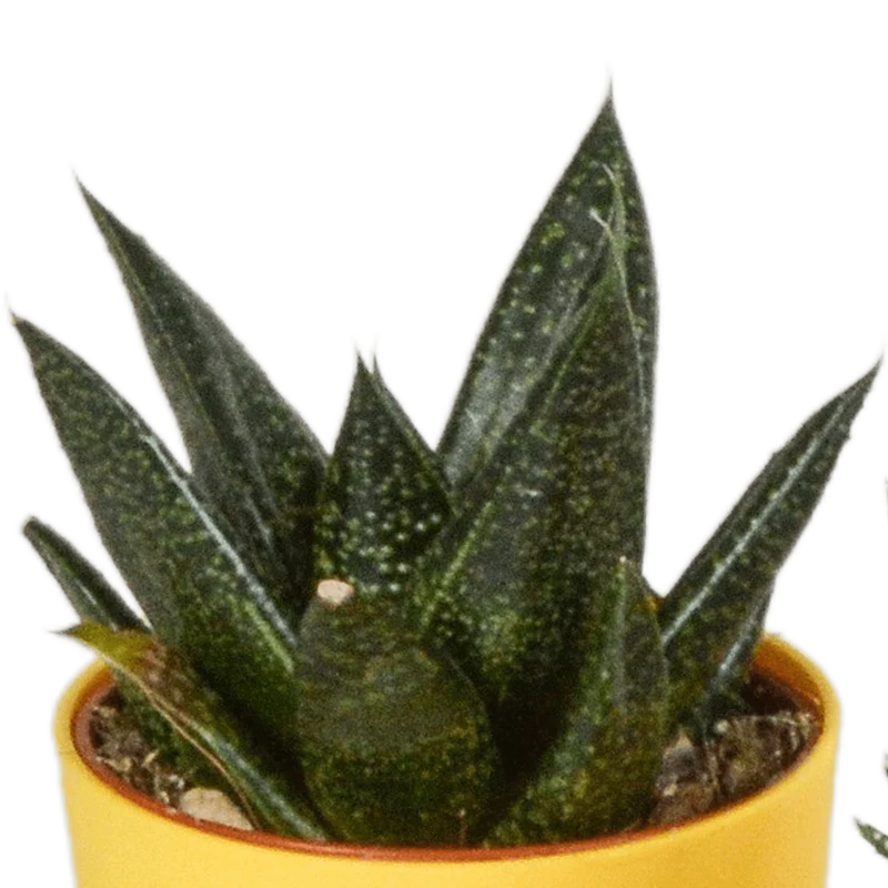 Gasteria/Haworthia-Mischung – 5 Pflanzen | Ø 5,5 cm | Farbige Kunststofftöpfe