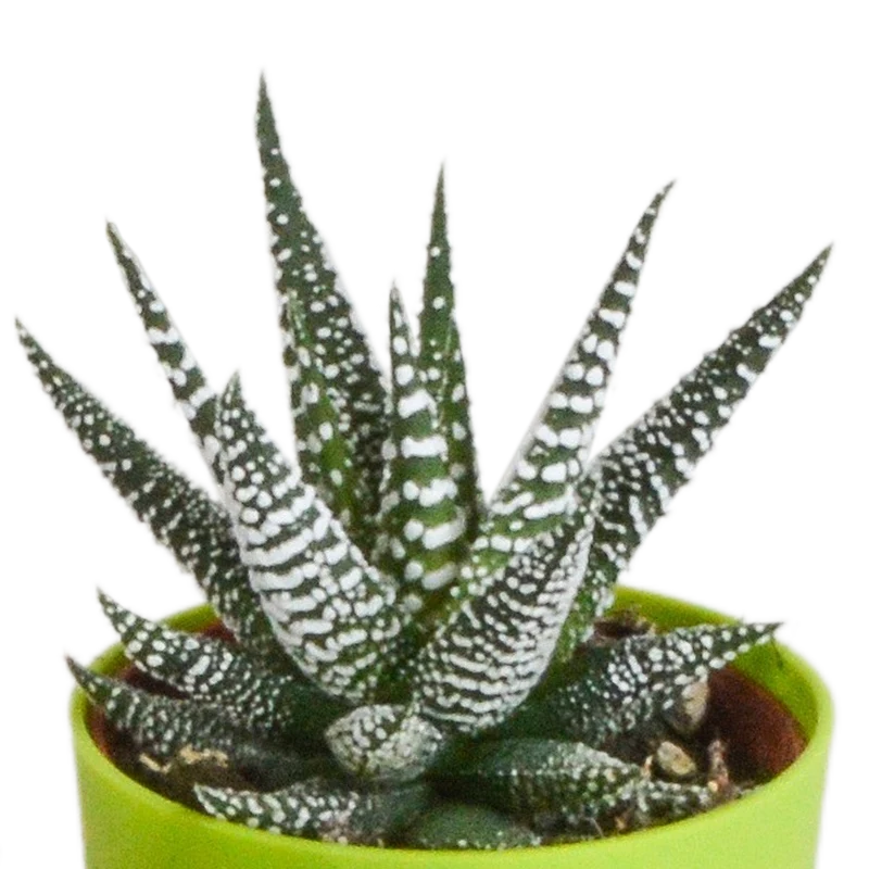 Gasteria/Haworthia-Mischung – 5 Pflanzen | Ø 5,5 cm | Farbige Kunststofftöpfe