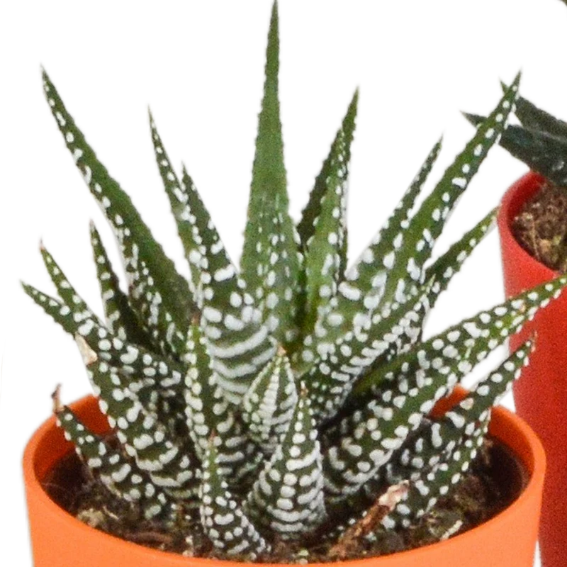 Gasteria/Haworthia-Mischung – 5 Pflanzen | Ø 5,5 cm | Farbige Kunststofftöpfe