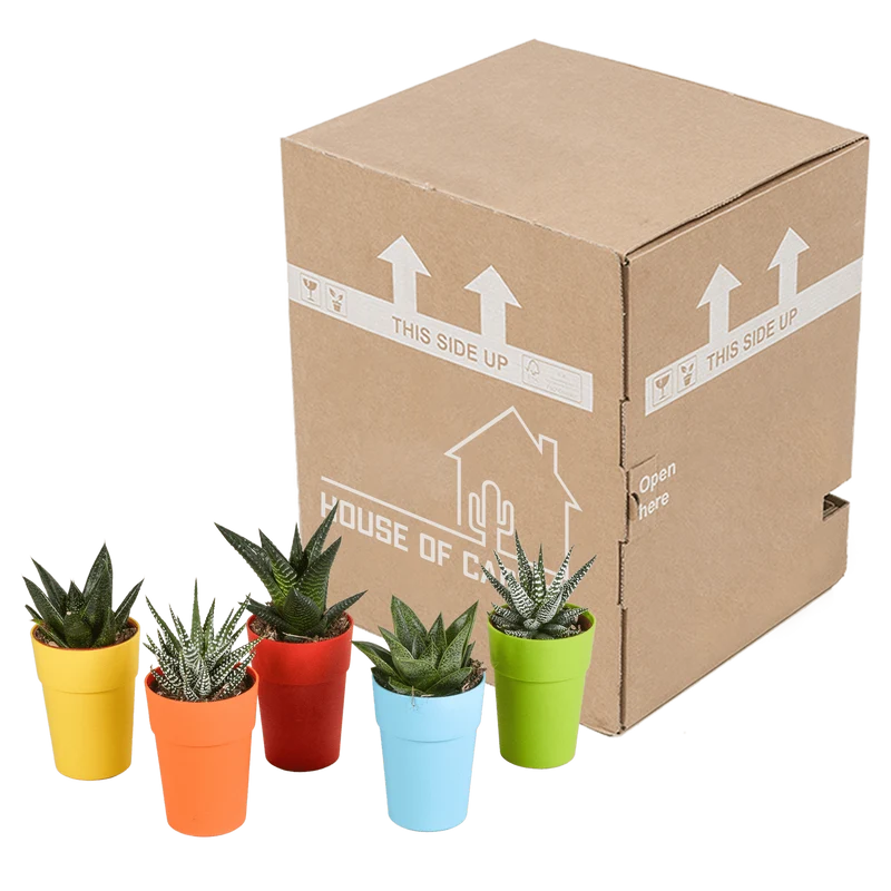Gasteria/Haworthia-Mischung – 5 Pflanzen | Ø 5,5 cm | Farbige Kunststofftöpfe