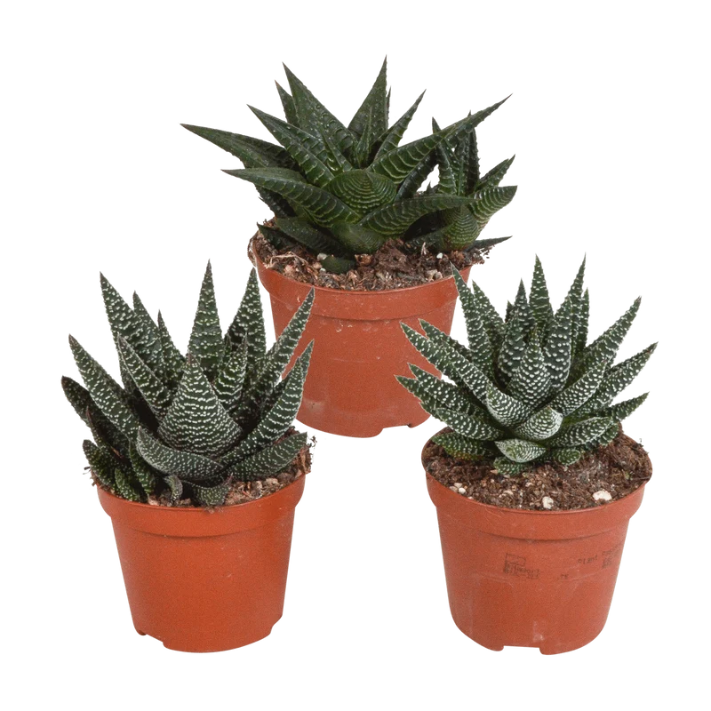 Gasteria/Haworthia-Mischung – 3 Pflanzen | Ø 8,5 cm | Ohne Topf