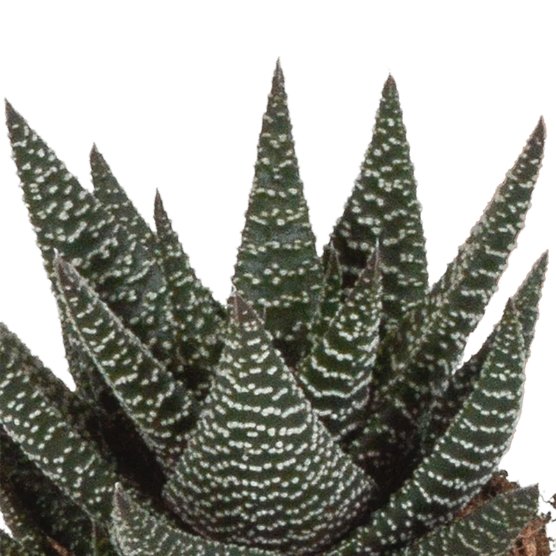 Gasteria/Haworthia-Mischung – 3 Pflanzen | Ø 8,5 cm | Ohne Topf