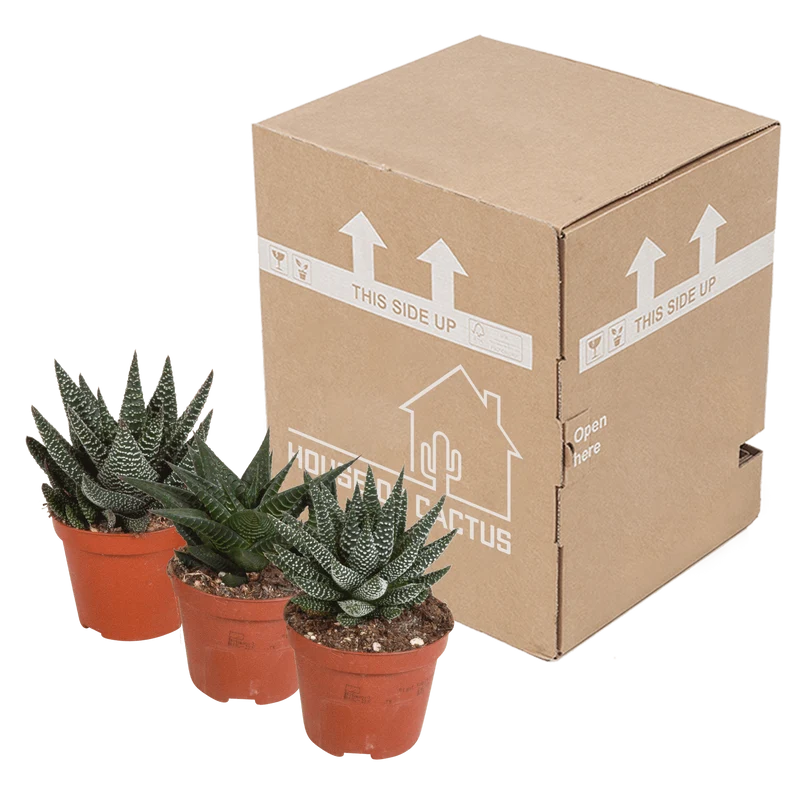 Gasteria/Haworthia-Mischung – 3 Pflanzen | Ø 8,5 cm | Ohne Topf