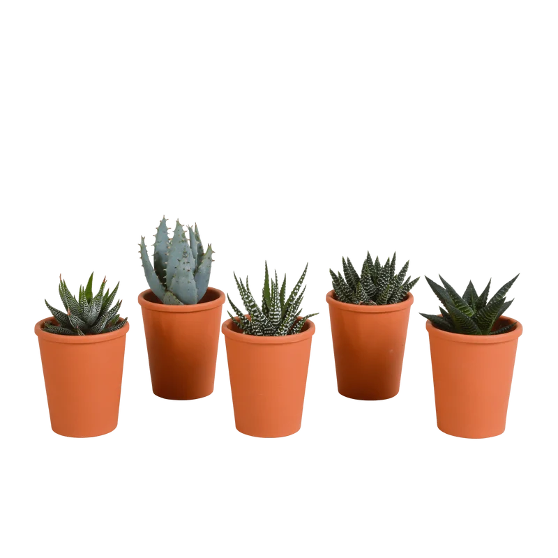 Gasteria/Haworthia-Mischung – 5 Pflanzen | Ø 5,5 cm | Terracotta-Töpfe
