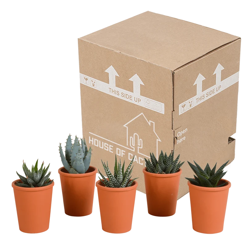 Gasteria/Haworthia-Mischung – 5 Pflanzen | Ø 5,5 cm | Terracotta-Töpfe