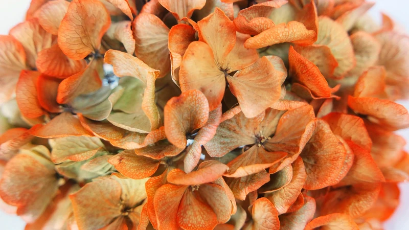 Getrocknete Hortensie - 1 Kopf - Orange