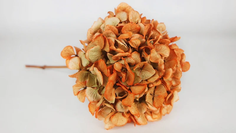 Getrocknete Hortensie - 1 Kopf - Orange