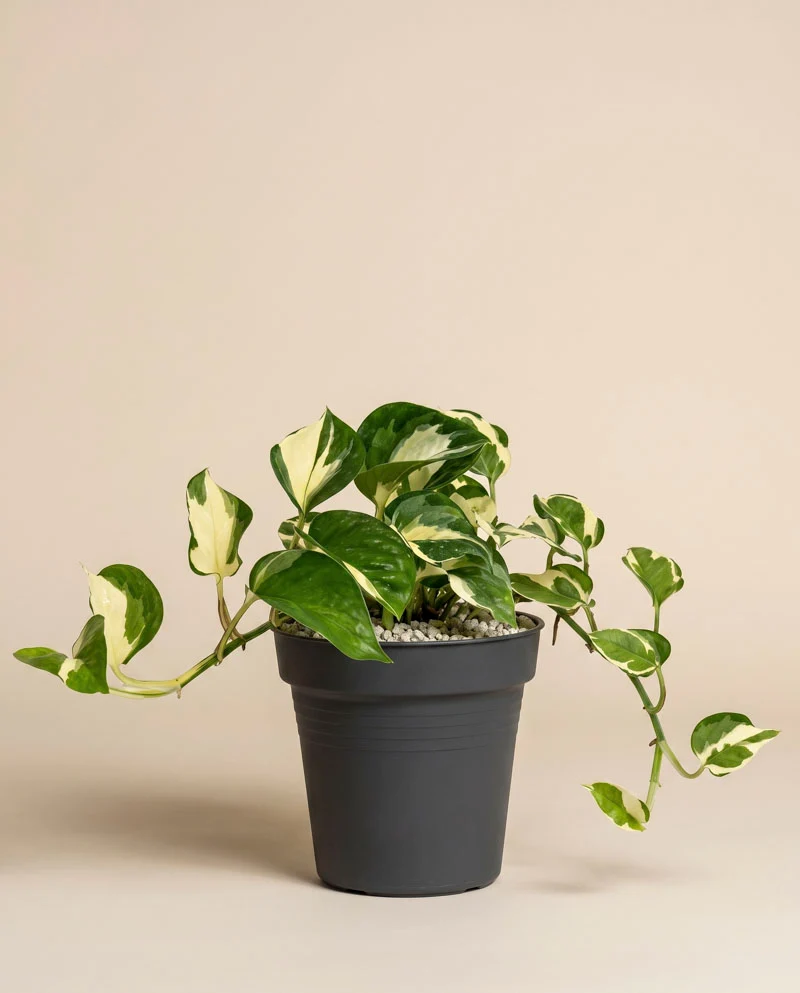Efeutute 'Happy Leaf' • feey