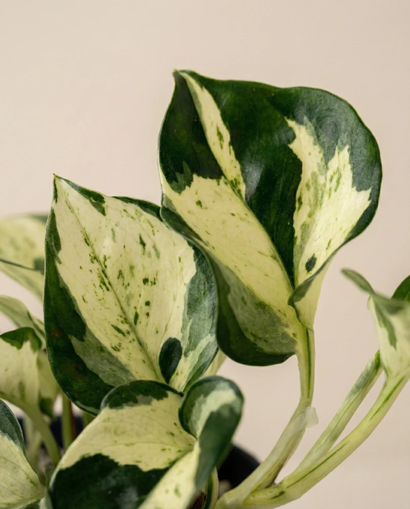 Efeutute 'Happy Leaf' • feey