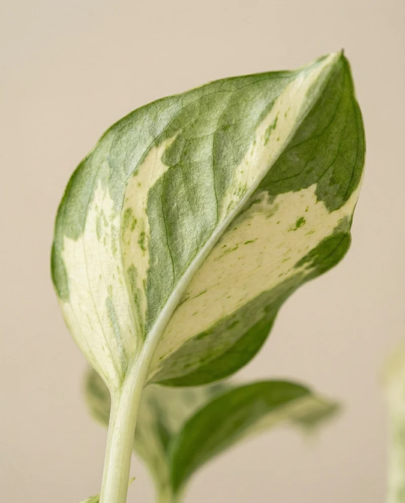 Efeutute 'Happy Leaf' • feey