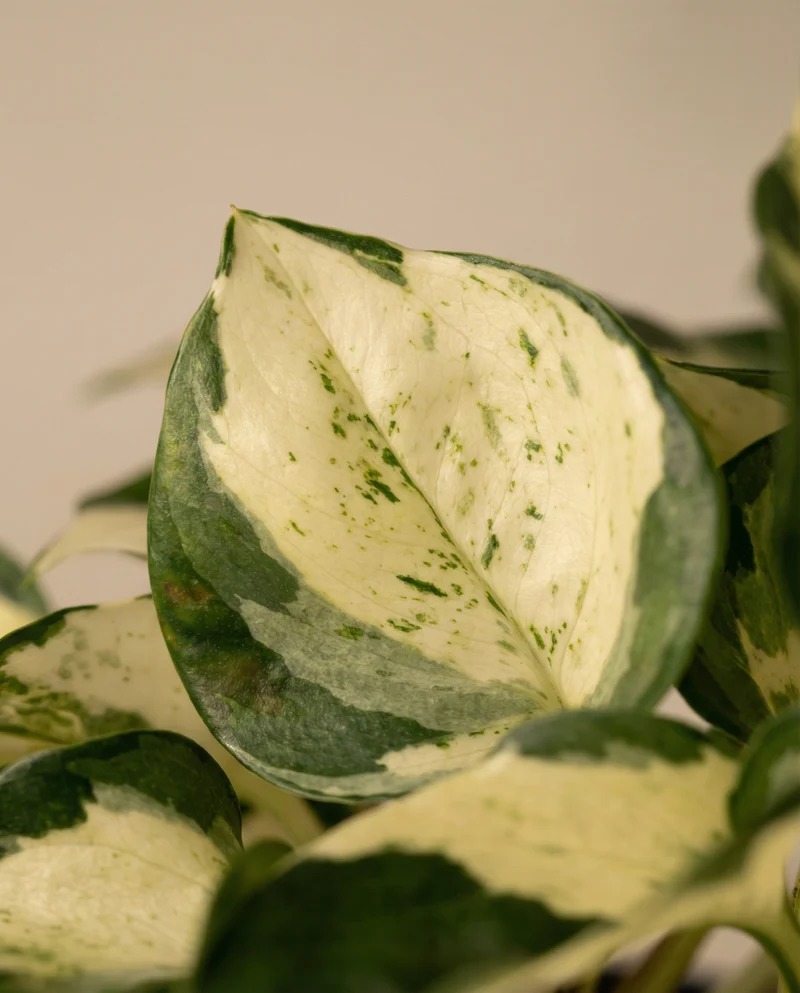 Efeutute 'Happy Leaf' • feey