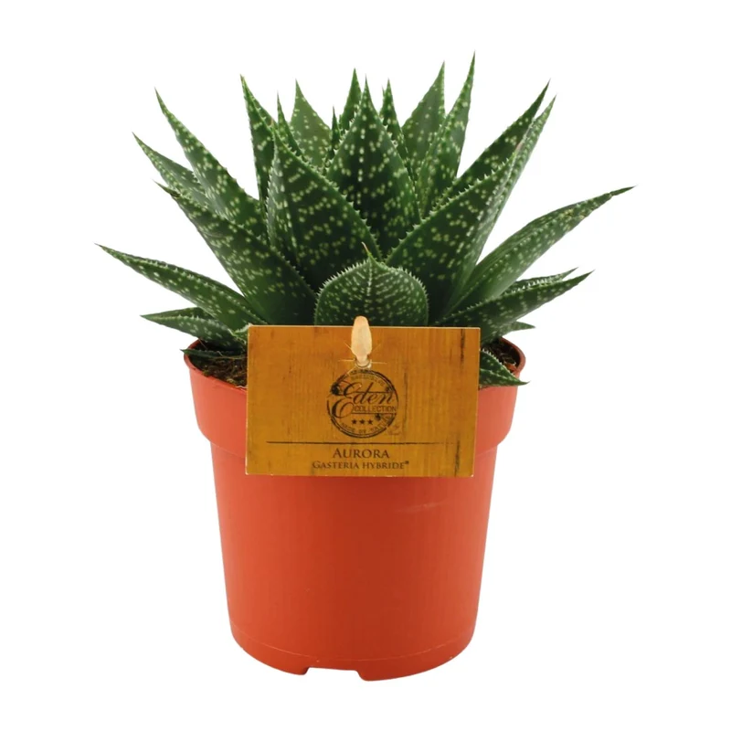 Gasteria Hybride 'Aurora' – Sukkulente | Ø 11 cm | Höhe 15 cm