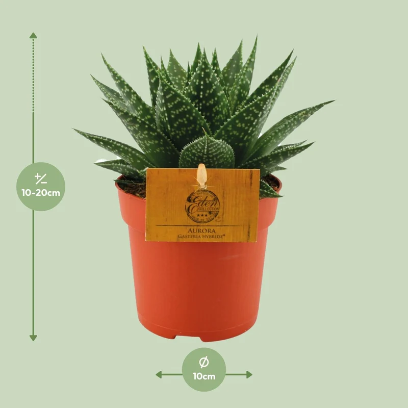 Gasteria Hybride 'Aurora' – Sukkulente | Ø 11 cm | Höhe 15 cm