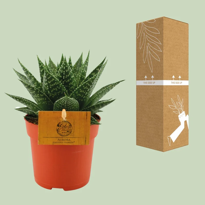 Gasteria Hybride 'Aurora' – Sukkulente | Ø 11 cm | Höhe 15 cm