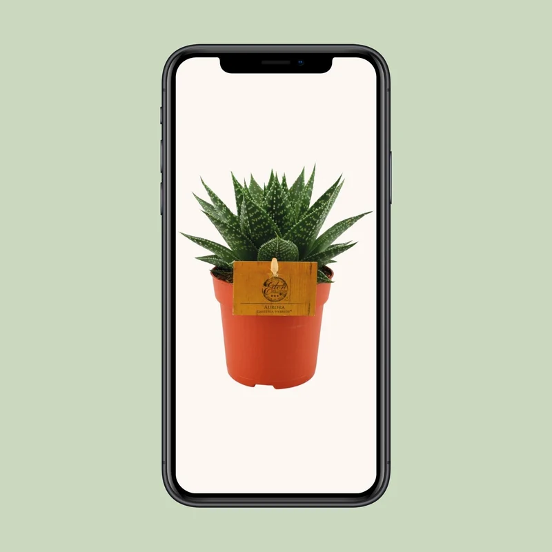 Gasteria Hybride 'Aurora' – Sukkulente | Ø 11 cm | Höhe 15 cm