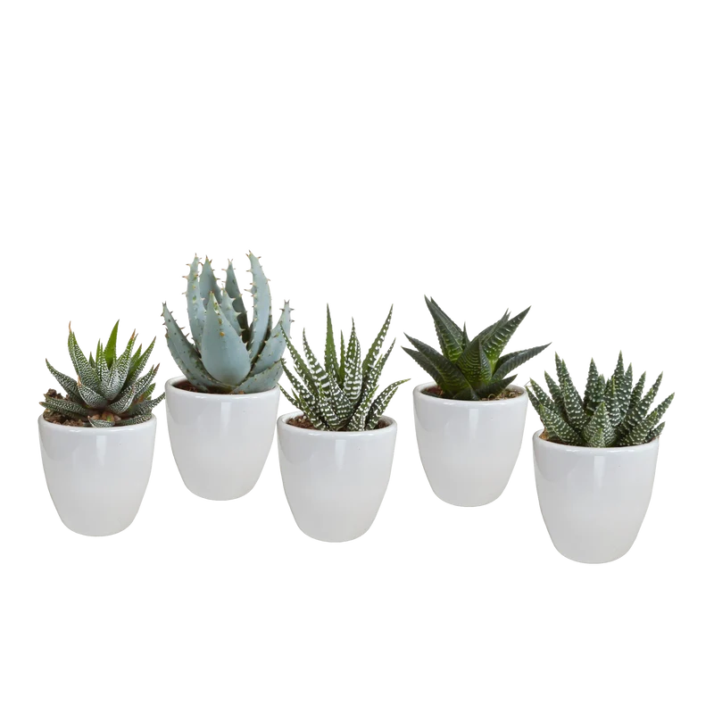 Gasteria/Haworthia-Mischung – 5 Pflanzen | Ø 5,5 cm | Weiße Töpfe