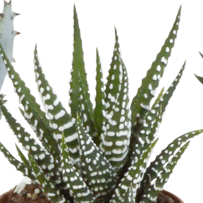 Gasteria/Haworthia-Mischung – 5 Pflanzen | Ø 5,5 cm | Weiße Töpfe