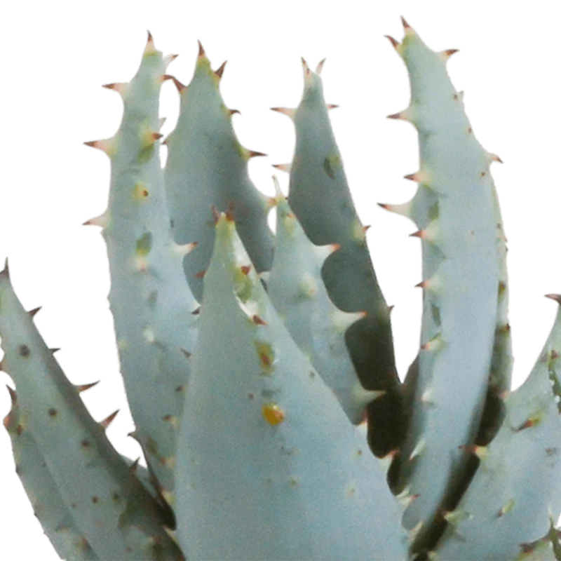 Gasteria/Haworthia-Mischung – 5 Pflanzen | Ø 5,5 cm | Weiße Töpfe