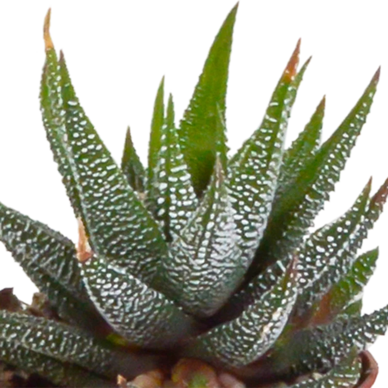 Gasteria/Haworthia-Mischung – 5 Pflanzen | Ø 5,5 cm | Weiße Töpfe
