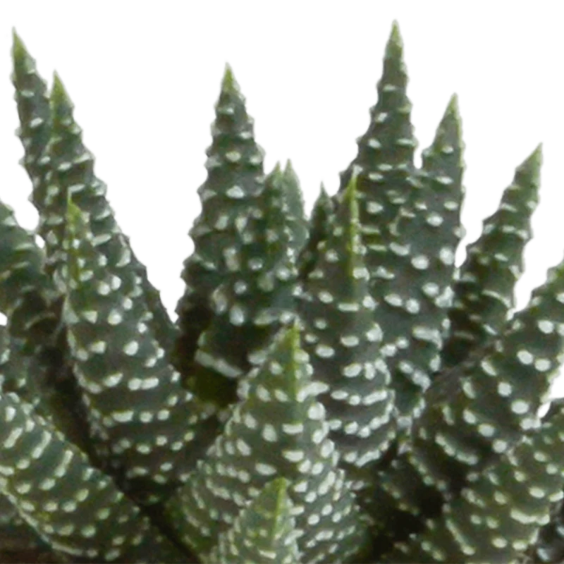 Gasteria/Haworthia-Mischung – 5 Pflanzen | Ø 5,5 cm | Weiße Töpfe