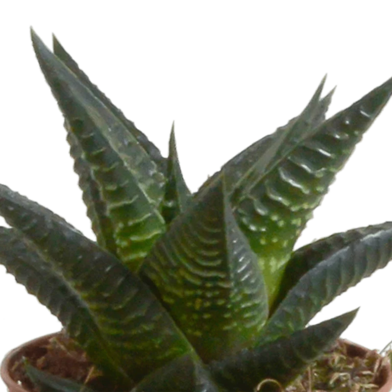 Gasteria/Haworthia-Mischung – 5 Pflanzen | Ø 5,5 cm | Weiße Töpfe